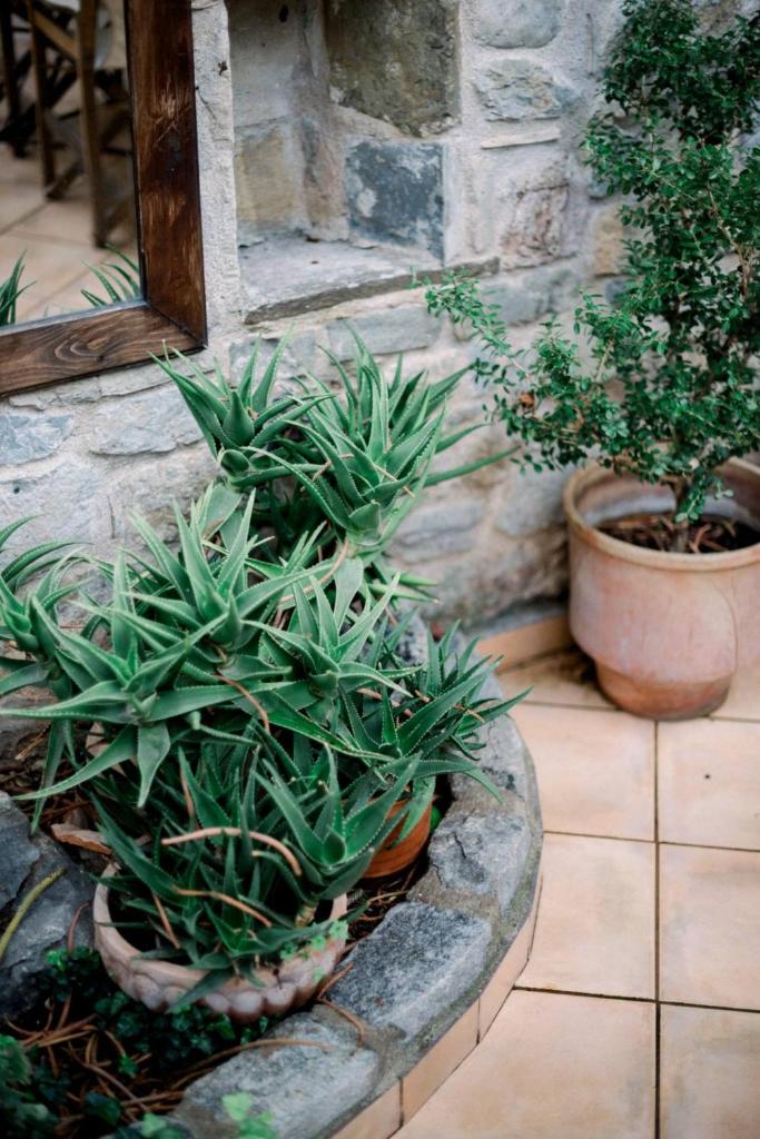 Aloe plants and a potted olive tree in terracotta pots against the courtyard's stone wall