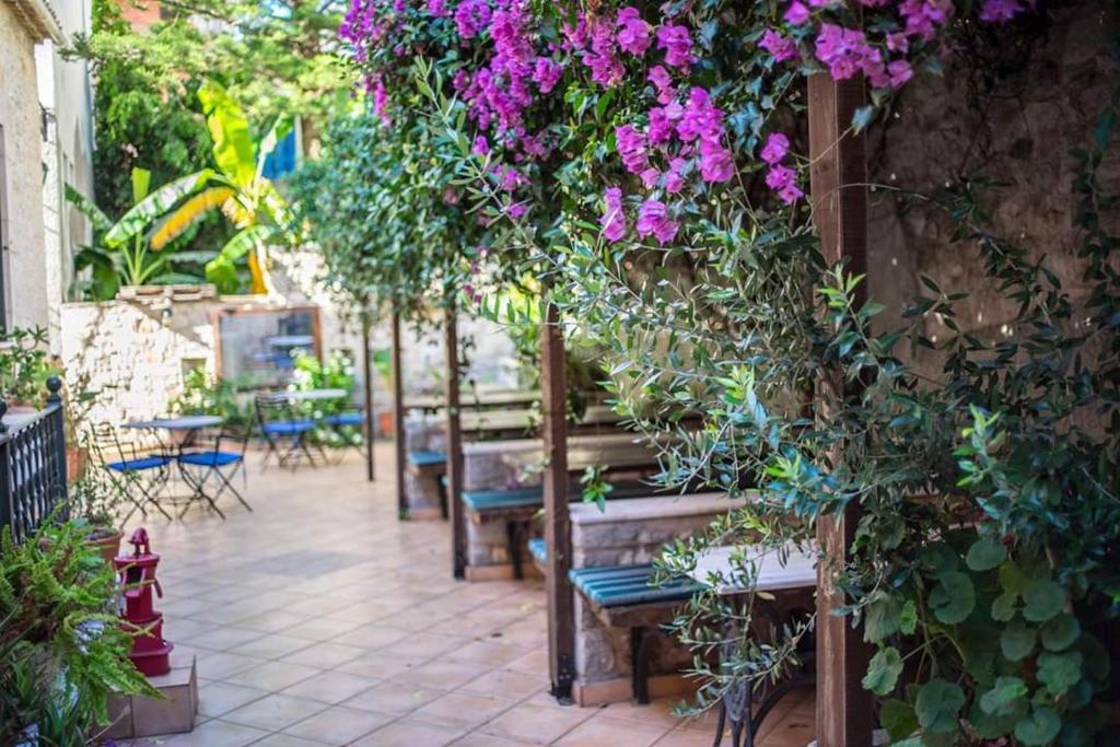 Bougainvillea in bloom above the benches of the courtyard